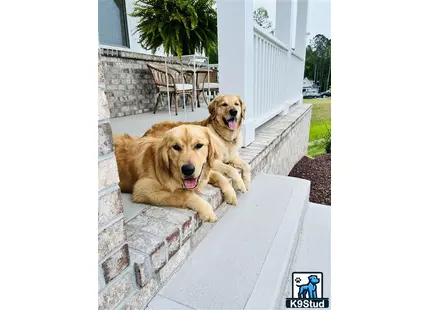 two golden retriever dogs lying on a ledge